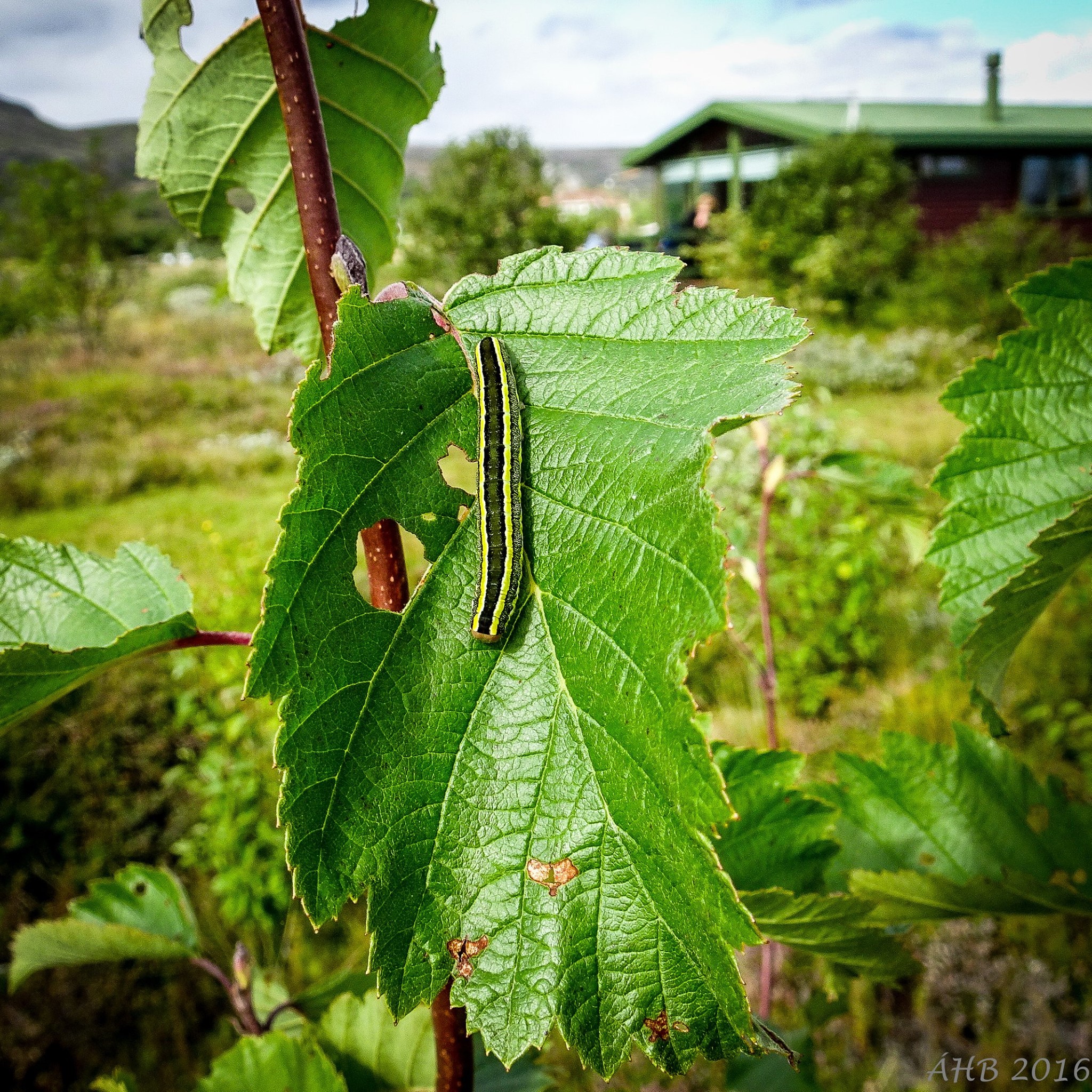 Líðið var um ertuyglu sumarið 2016