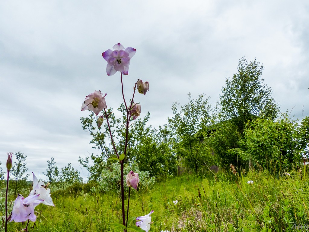 Sumarið 2015